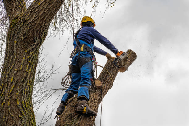 Why Choose Our Tree Removal Services in Buchanan, GA?