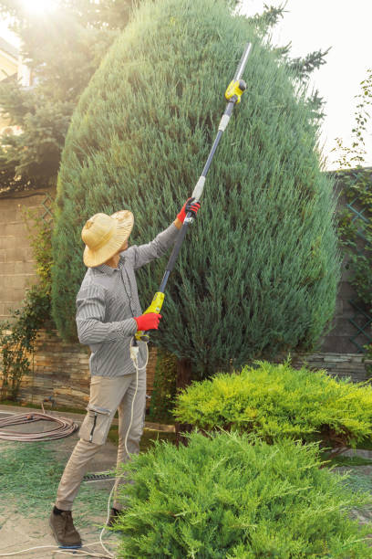 Best Tree Trimming and Pruning  in Buchanan, GA