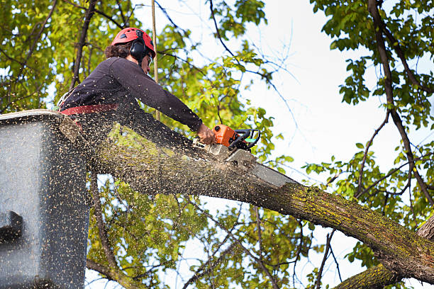 Best Tree Removal  in Buchanan, GA